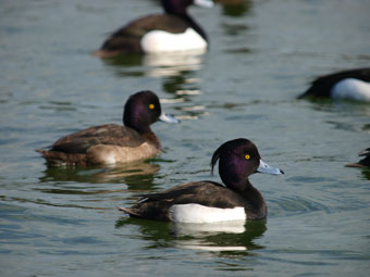 長浜公園