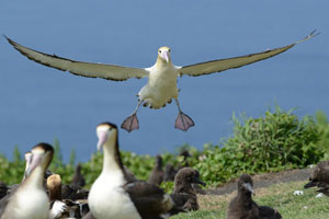 アホウドリ