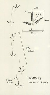 鳥のフィールドサイン観察術