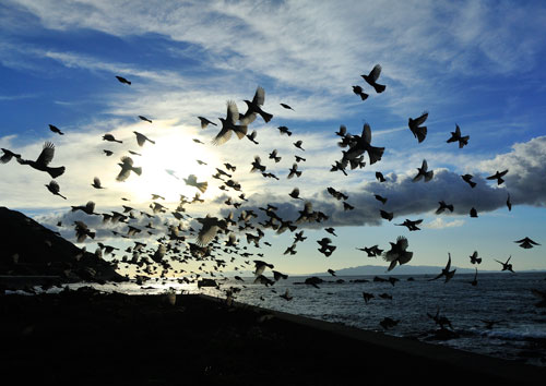 鳥のいる日本の風景写真