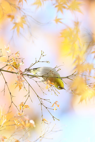 鳥のいる日本の風景写真