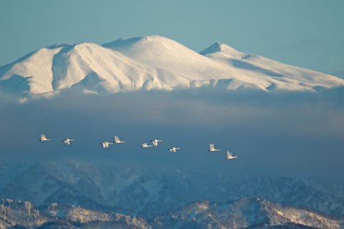 鳥のいる日本の風景写真