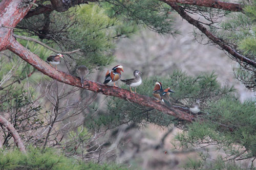 鳥のいる日本の風景写真