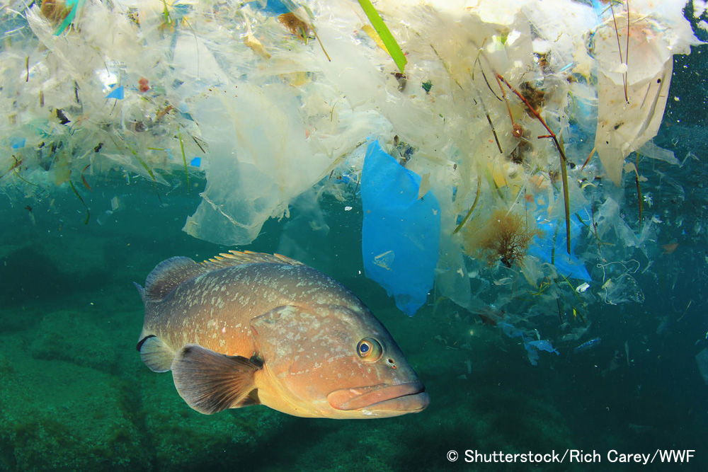 海洋プラスチック汚染