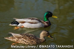 マガモ