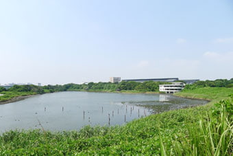 東京港野鳥公園