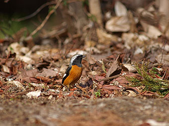 初心者向けバードウォッチングのようす