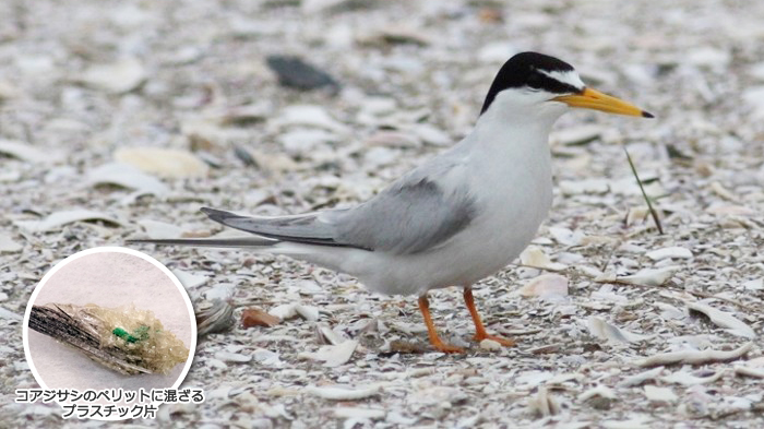 コアジサシとプラスチック片の混ざったペリット