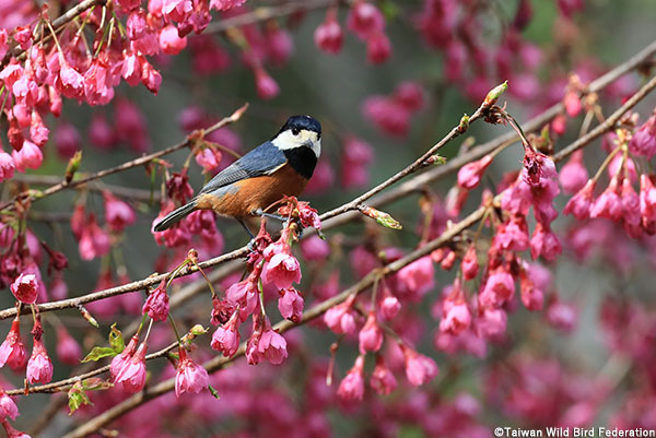 タイワンヤマガラ　写真/©Taiwan Wild Bird Federation