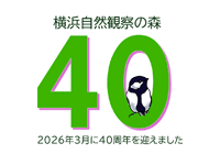 横浜自然観察の森40周年記念ロゴ「2026年3月に40周年を迎えました」