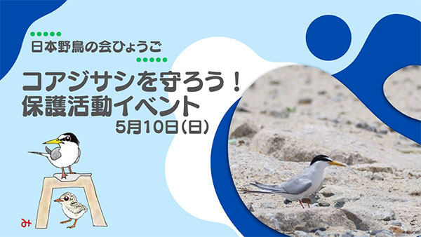コアジサシを守ろう!保護活動イベント参加者募集