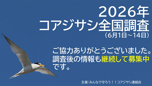 2026年コアジサシ全国調査