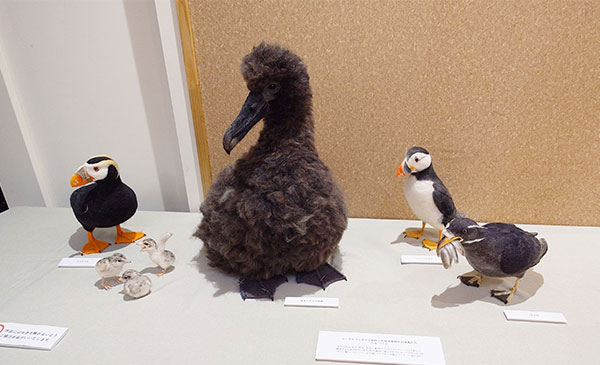 特別企画「オキノタユウ10,000羽に回復 記念写真展」