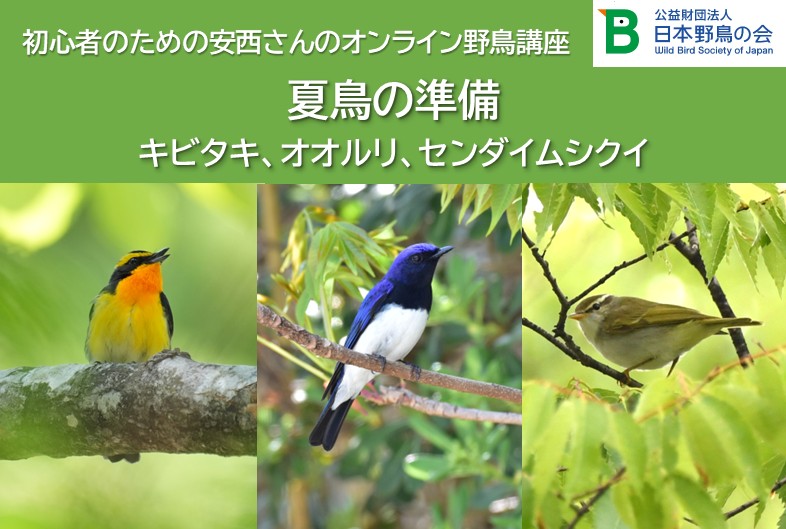 キビタキ、オオルリ、センダイムシクイ