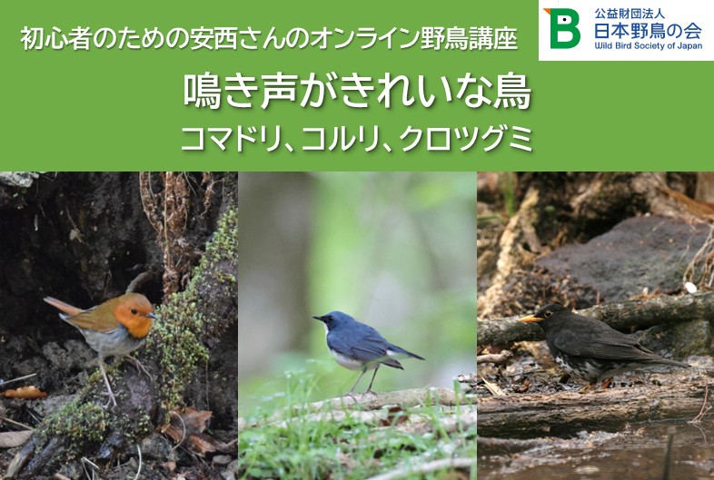 キビタキ、オオルリ、センダイムシクイ