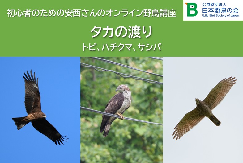 トビ、ハチクマ、サシバ