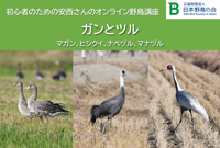マガン、ヒシクイ、ナベヅル、マナヅル