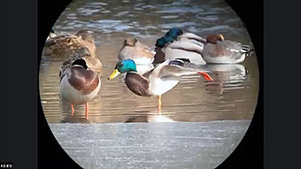 オンライン探鳥会のようす