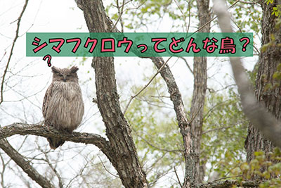 シマフクロウの写真