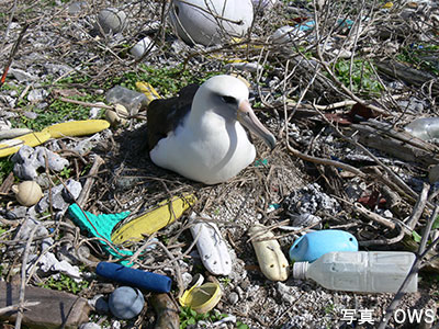 海洋プラスチックの被害を受ける鳥の写真