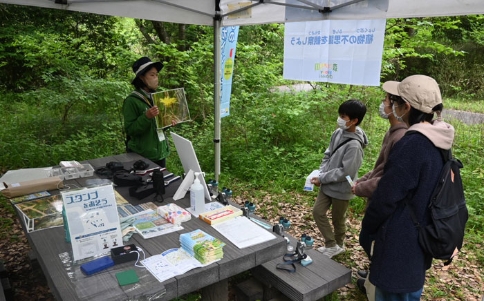タンポポの花弁を観察