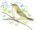 ウグイスイラスト