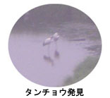 タンチョウ発見