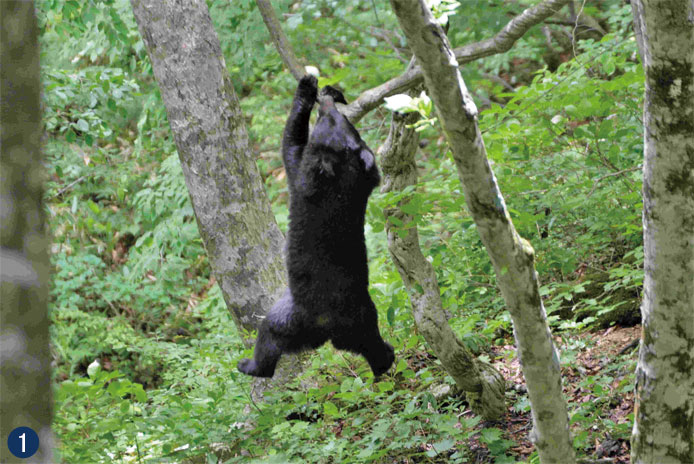 野生 動物 と 人間 の 共存