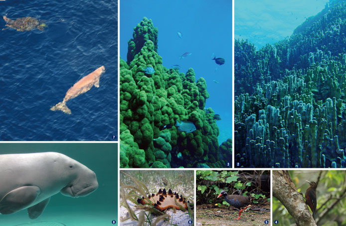 ５０００種以上の生物がすむ豊かな海