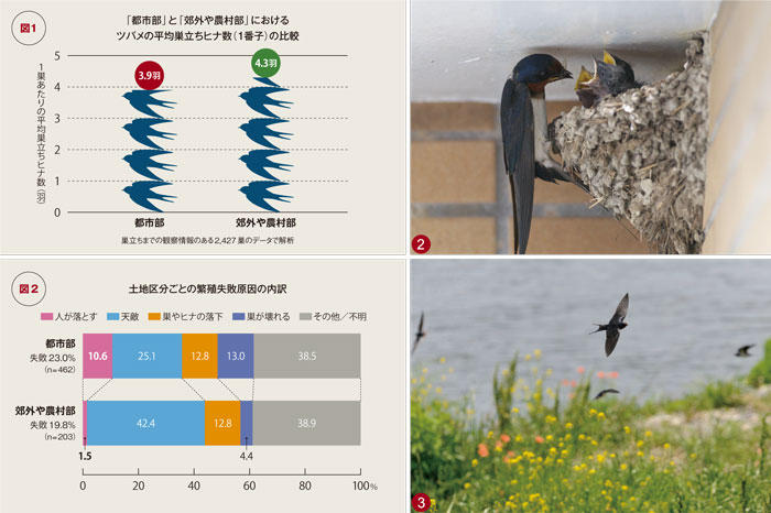 ツバメの子育て状況調査