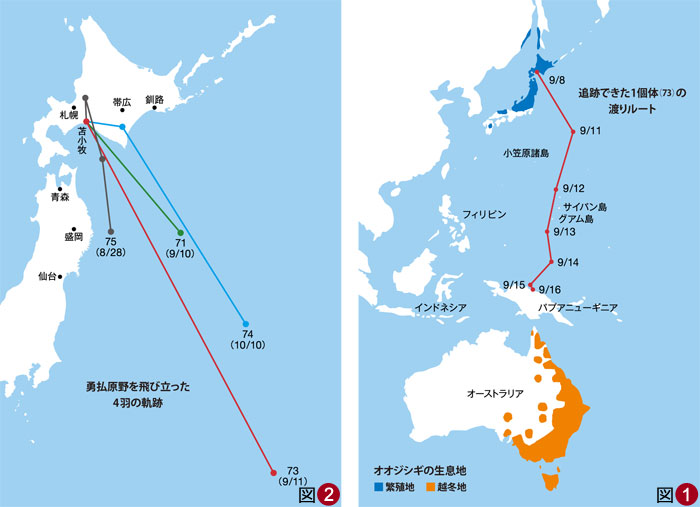 オオジシギの渡りルートの一部が解明