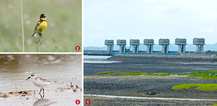 長崎県諌早干拓の水門閉め切り、シマアオジ、ヘラシギの写真