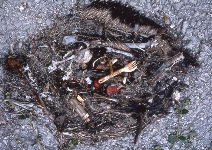 親鳥からライターやフォーク、ペットボトルのキャップなどを給餌され、死んだコアホウドリのヒナの写真
