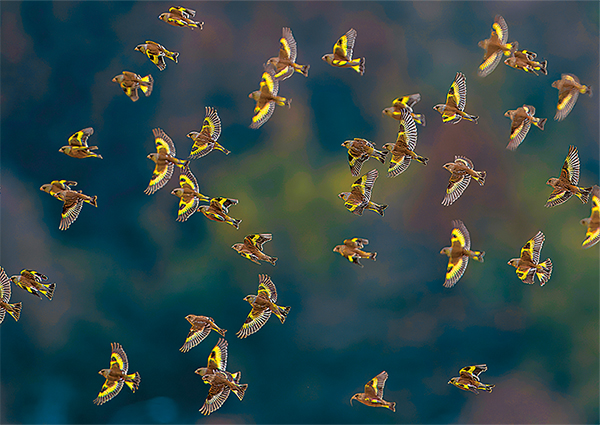2月：カワラヒワ