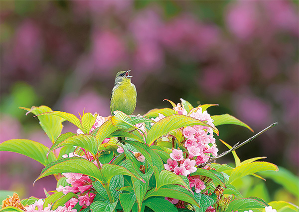 5月：ノジコ