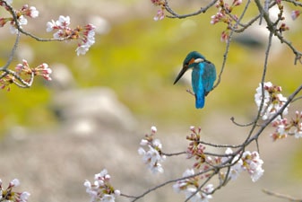 カワセミの写真