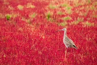ホウロクシギの写真