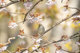 ウグイスの写真