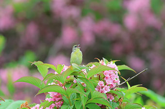 5月:ノジコ