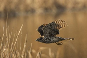 オオタカの若鳥