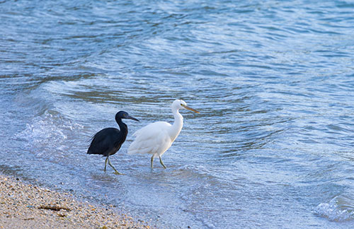 日本野鳥の会 : 2025年会員証 応募作品