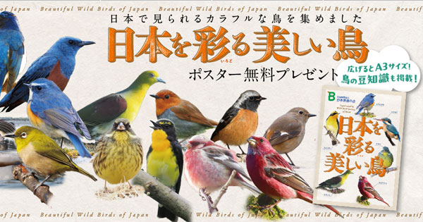 日本野鳥の会 : 色とりどりの野鳥を楽しめるポスター『日本を彩る