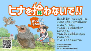野鳥の子育てキャンペーン