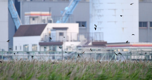 日本野鳥の会 : 全国のツバメのねぐらマップ