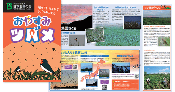 日本野鳥の会 - プレスリリース：ツバメのねぐら入りの魅力を伝える