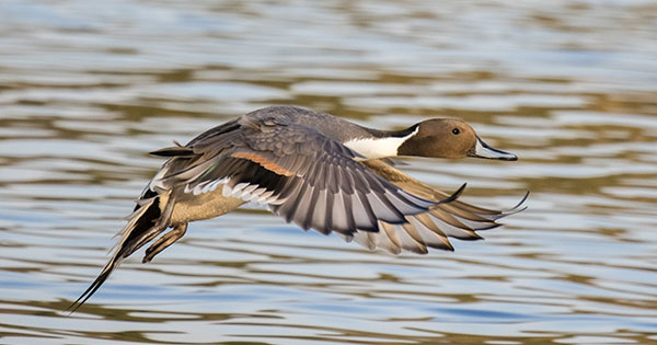 日本野鳥の会 : プレスリリース：バードウォッチングウィーク！（＊11