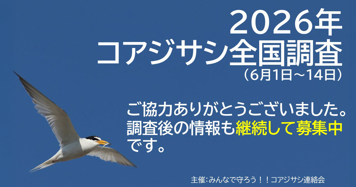 日本野鳥の会 - 「2026年コアジサシ全国調査」へのご協力をお願いします
