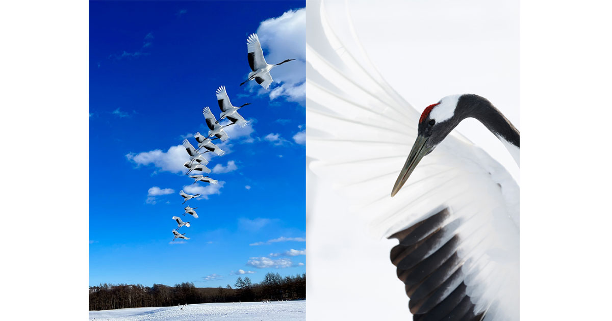 日本野鳥の会 - JAL×日本野鳥の会の体験プログラム“タンチョウと歩む