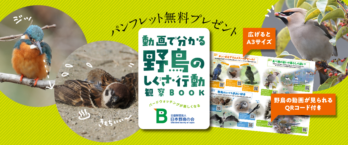 日本野鳥の会 - プレスリリース：新パンフレット『動画で分かる野鳥の