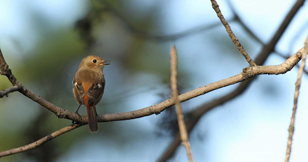 日本野鳥の会 - 初心者向けバードウォッチングのご案内